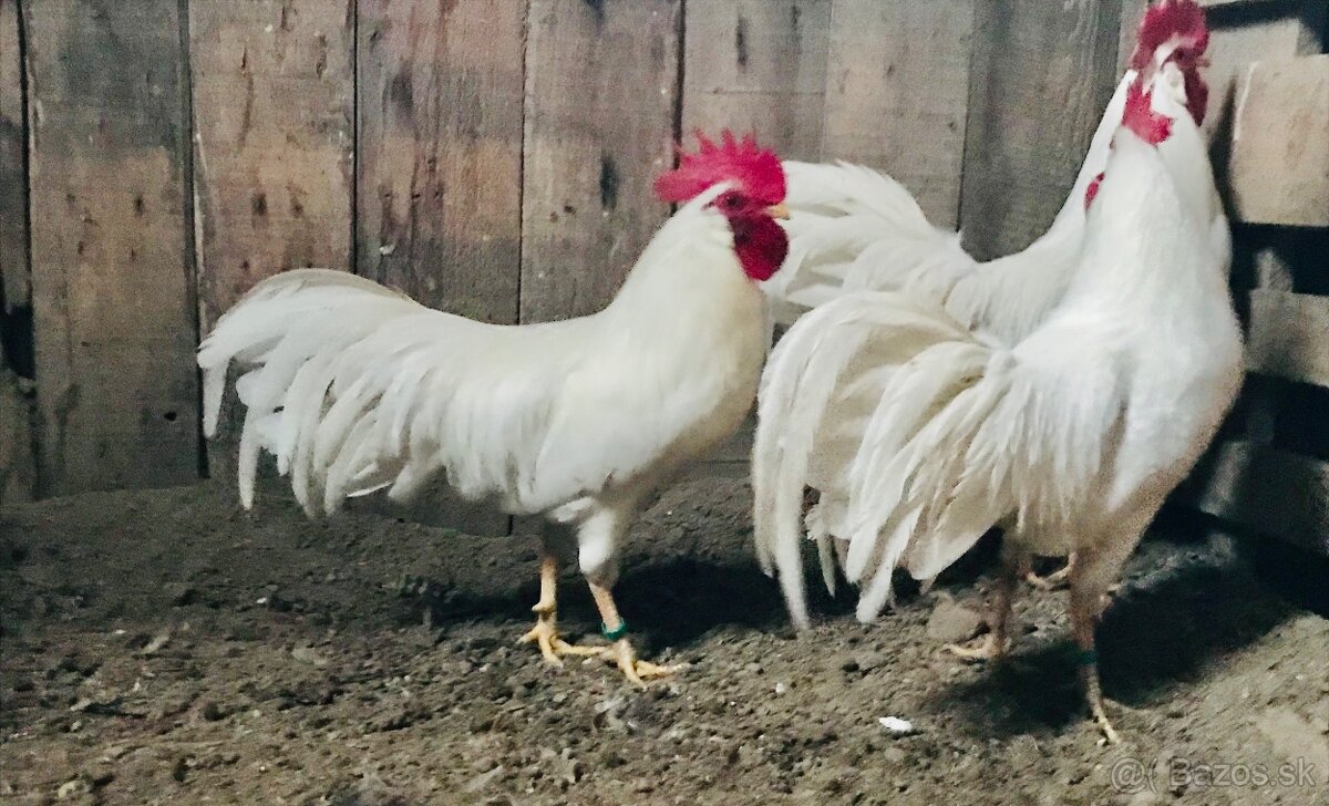 Zdr. Vlaška biela - 3