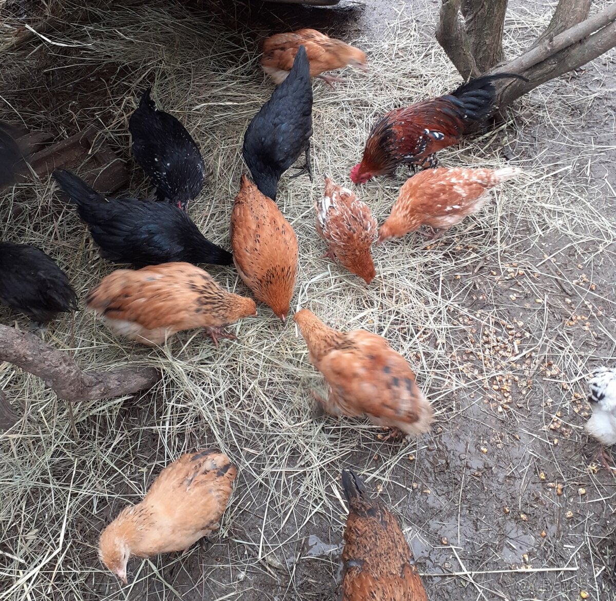 Predam kurcata,nosnice - 3