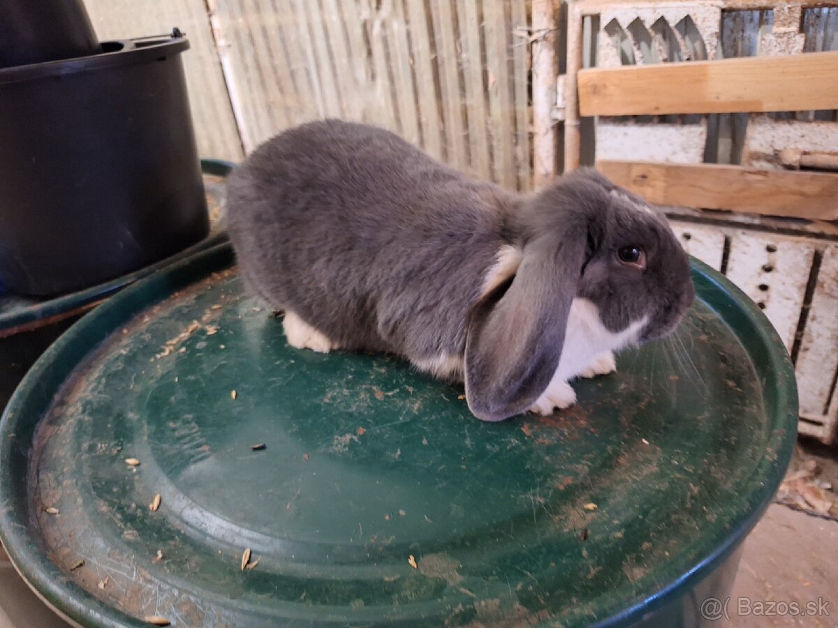 Francúzsky baran - 3