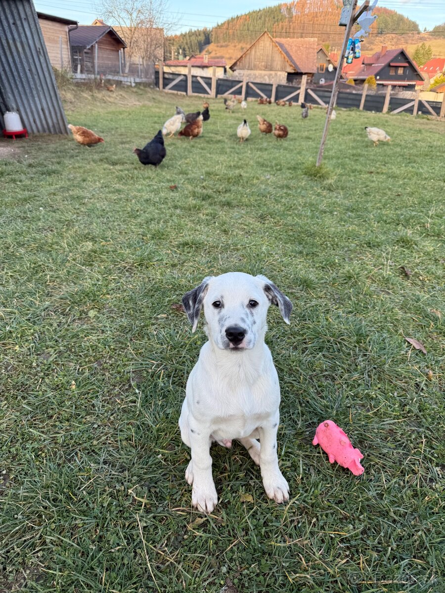 Dalmatin x border kólia - 3