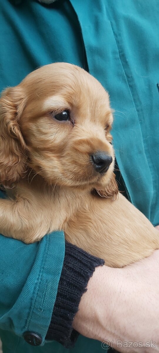 Anglický kokeršpaniel - 3
