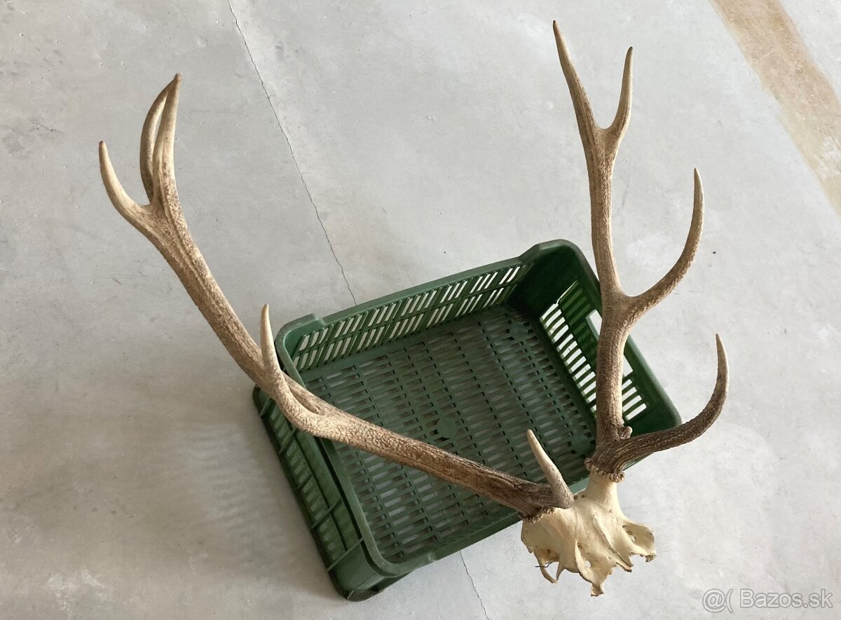 Trofeje jeleň daniel - 3