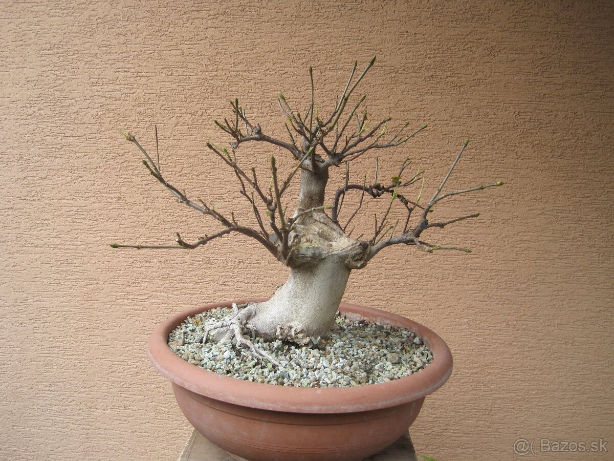 bonsai,bonsaj-javor horský 3 - 3