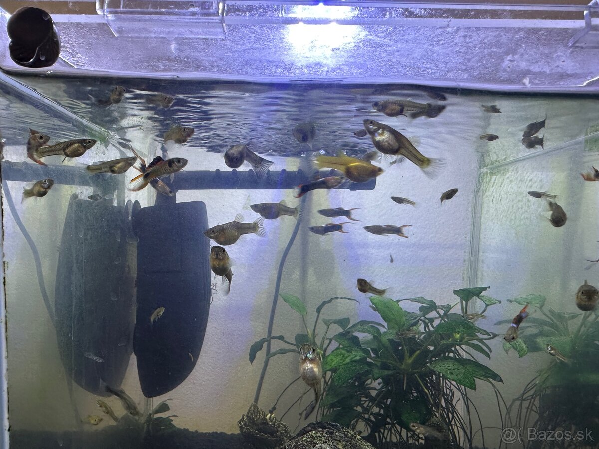 Živorodky Endlerky - 3