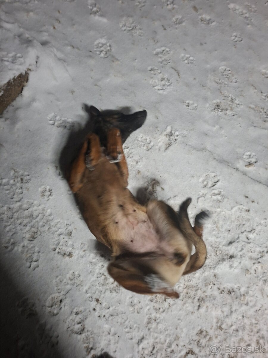 Belgicky ovčiak Malionis - 3