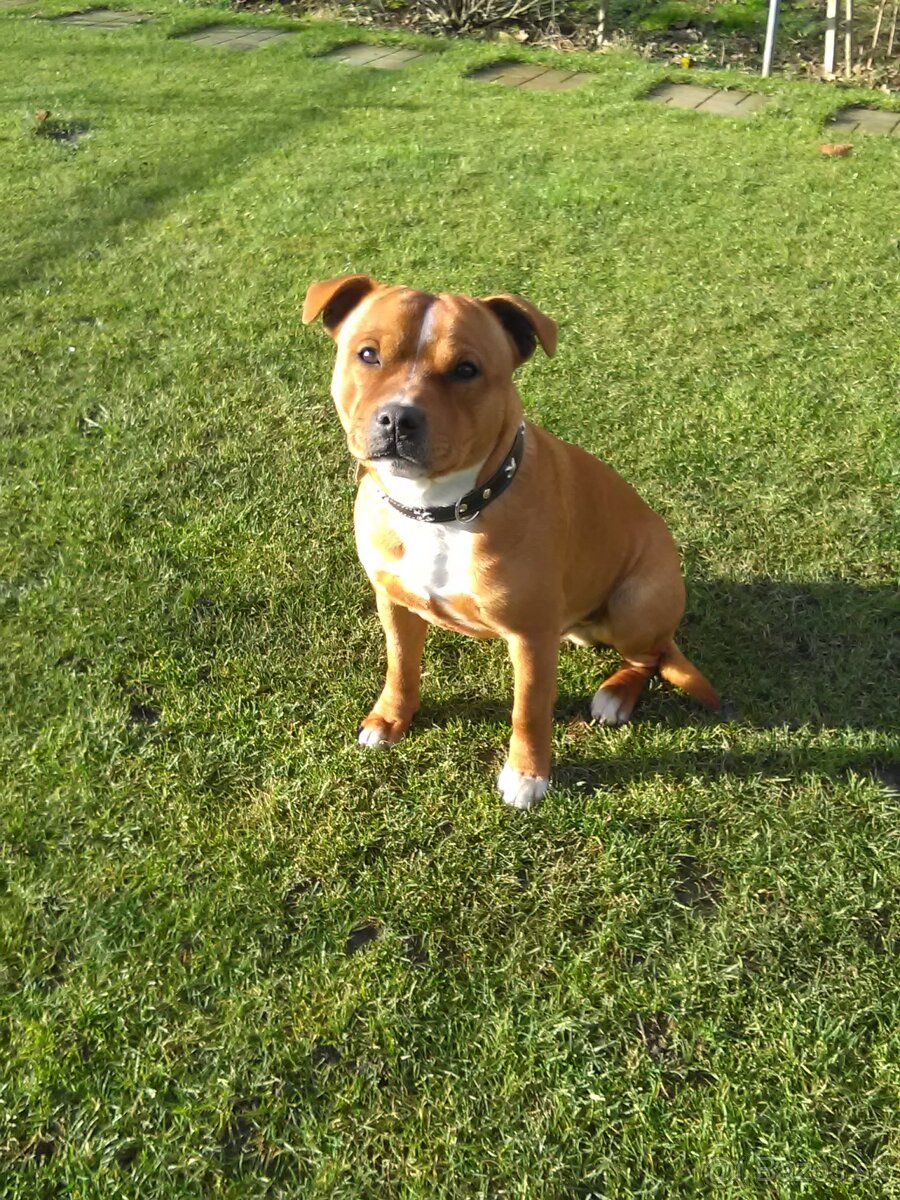 Stafordšírsky bulteriér krytie - 3