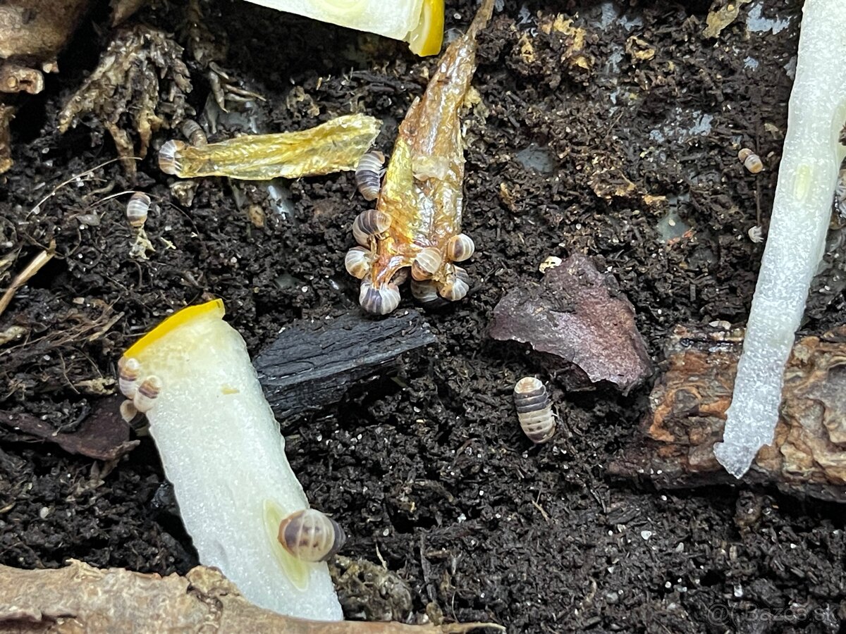 Isopody na predaj bioaktívne poklady pre tvoje terárium 🐛🌿 - 3