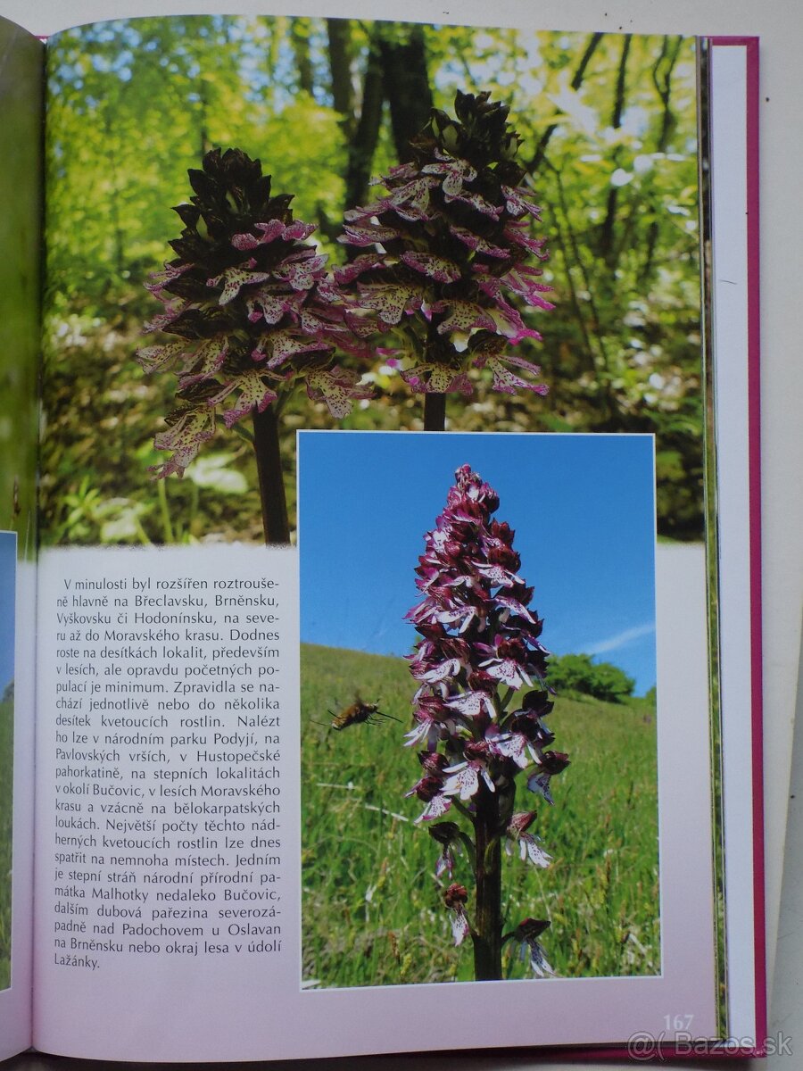 Krásy orchidejí - 3