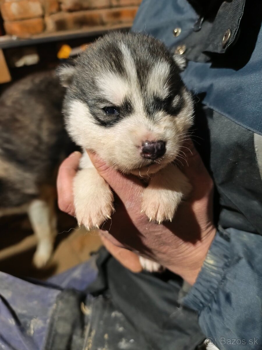 Aljašský malamut šteniatka - 3