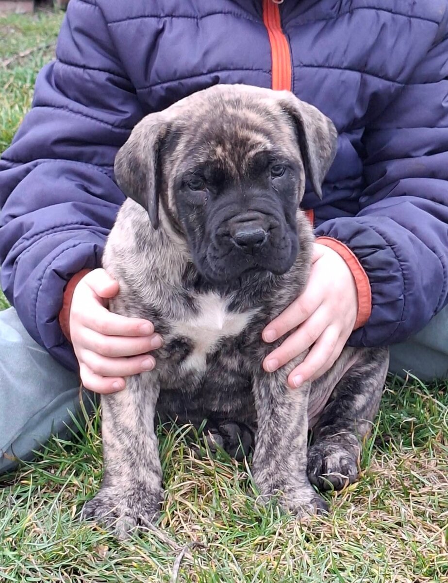 Presa Canario - 3