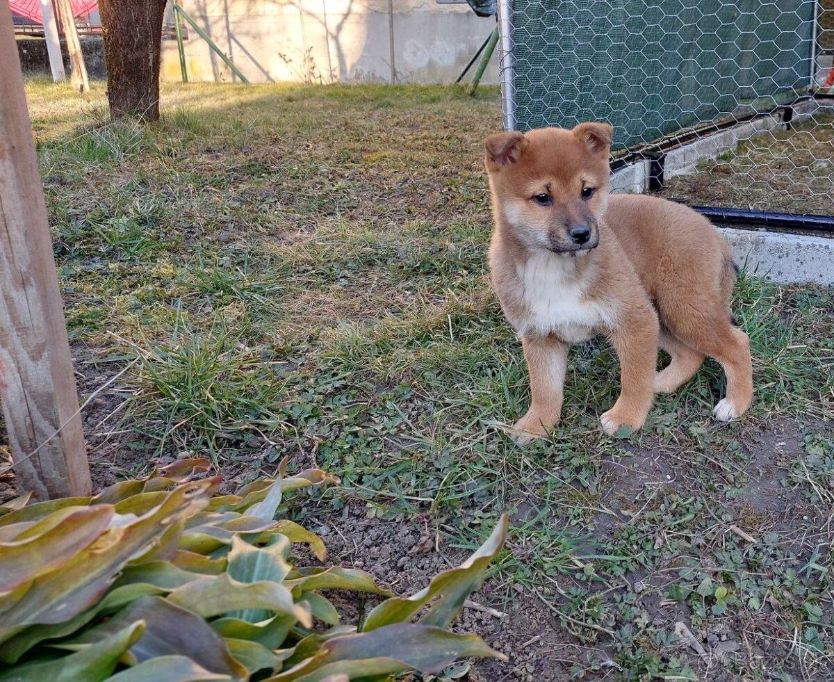 shiba inu - 3