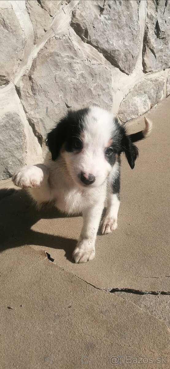 Predám šteniatka Border kólie - 3