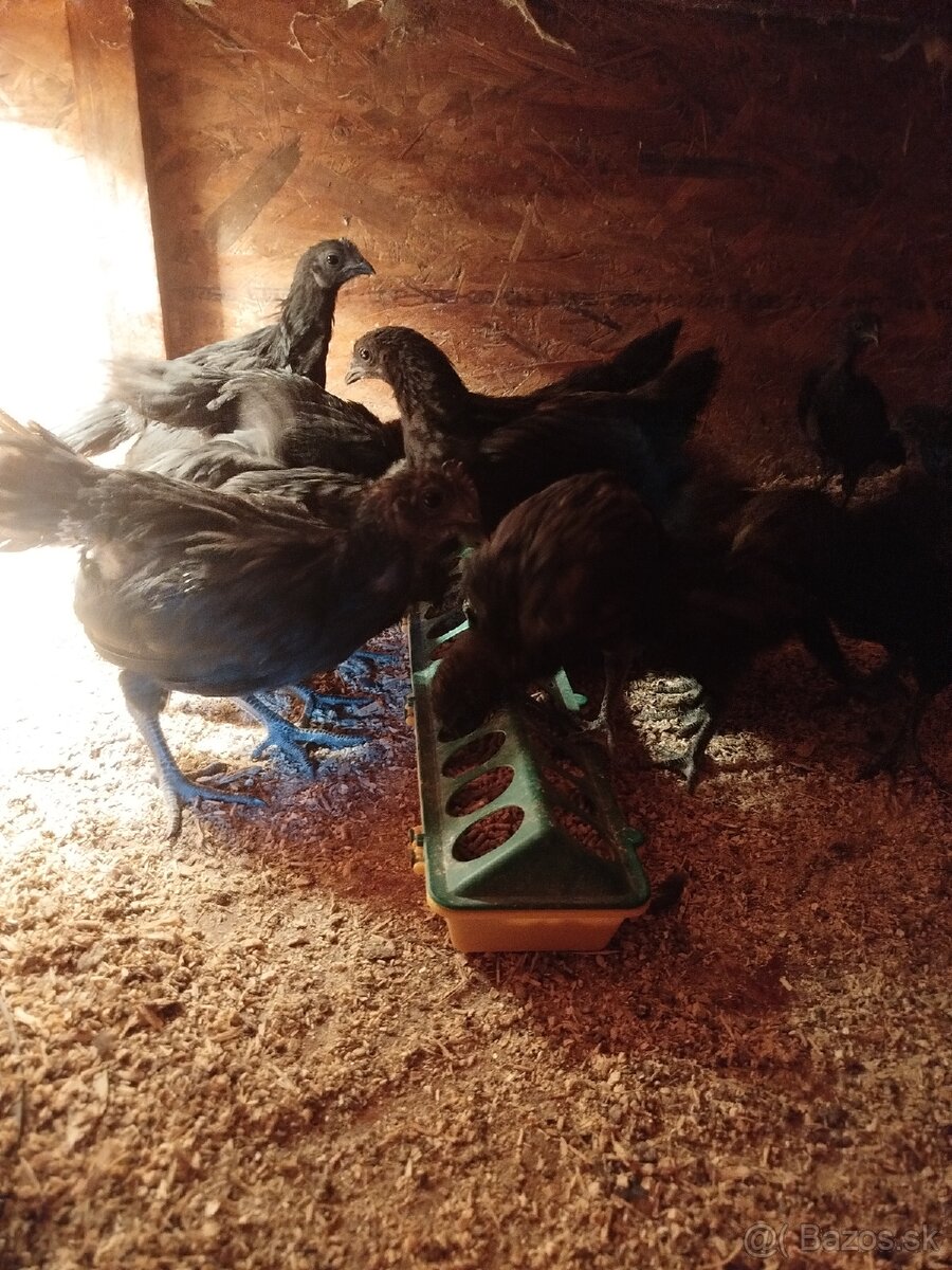 Ayam cemani - 3