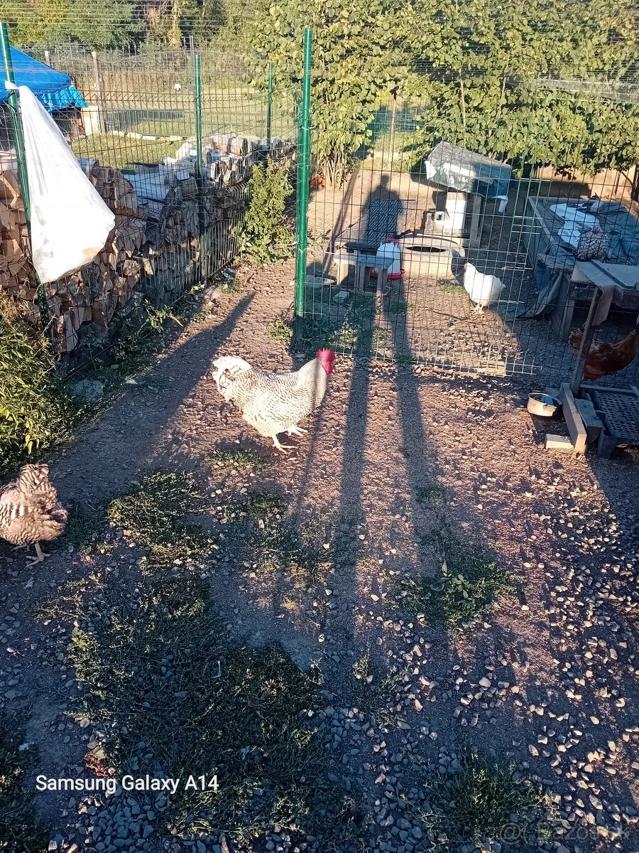 Kohùti na predaj - 3