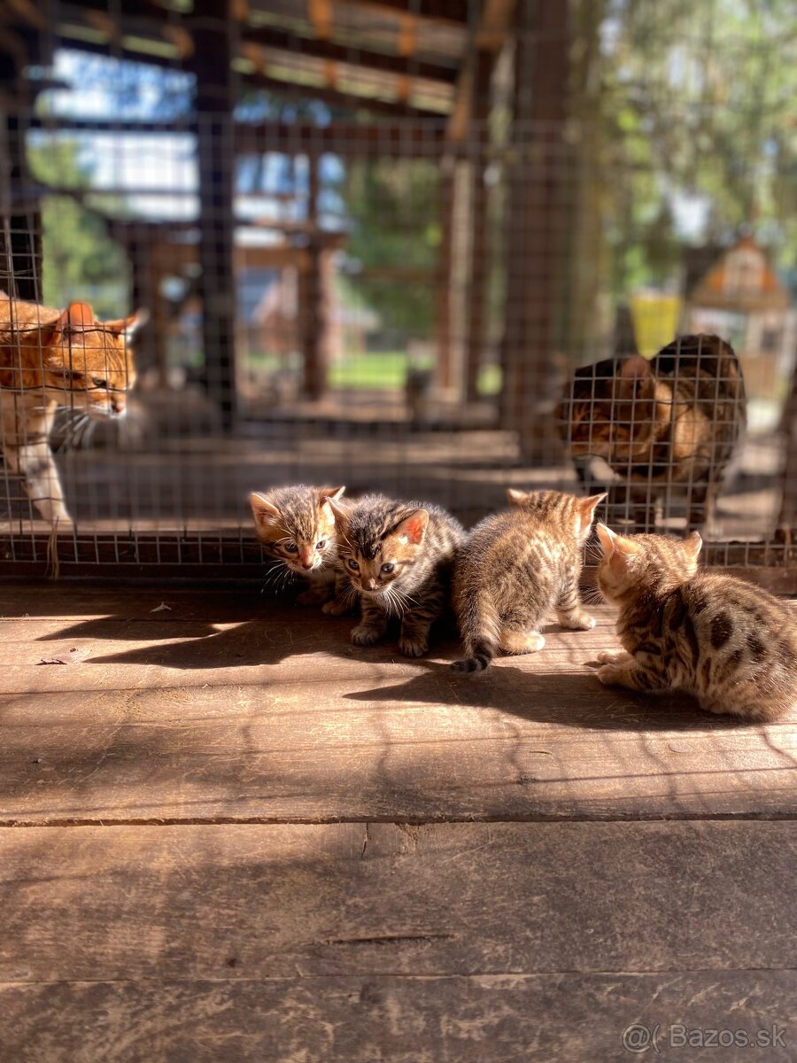 Bengálska mačka - 3