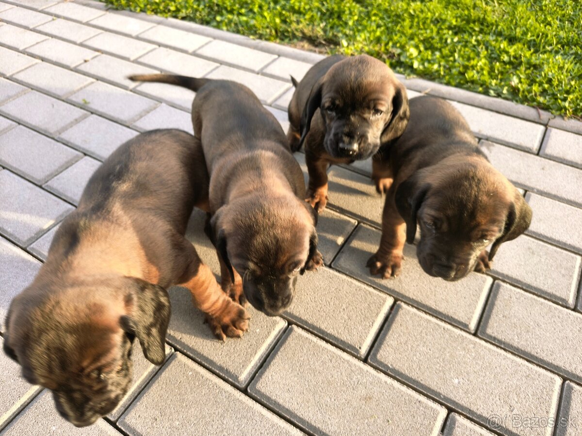 Bavorský fatbiar - 3