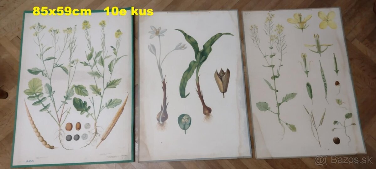 staré školské tabule/plagáty raslín-stromov-zvierat - 3
