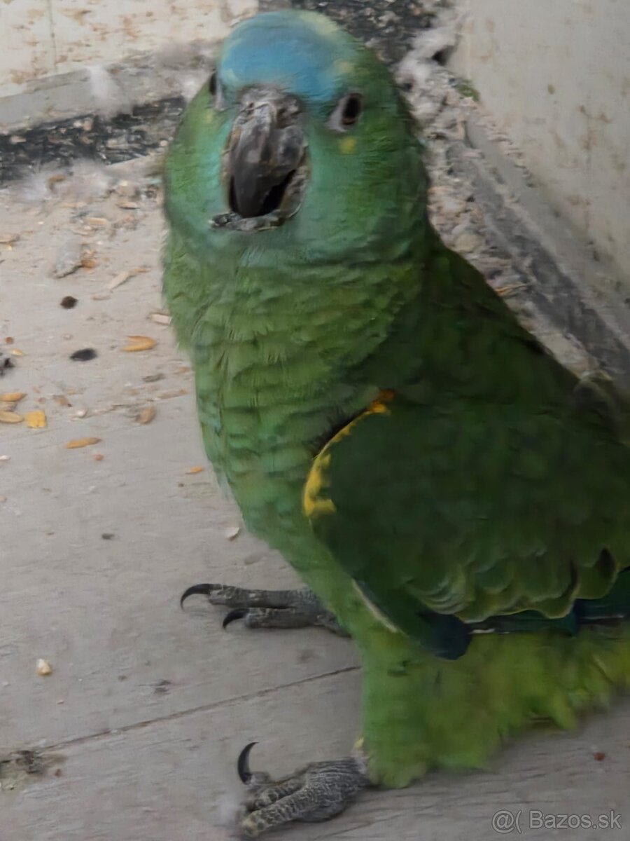 Amazoňan modročelý - 3