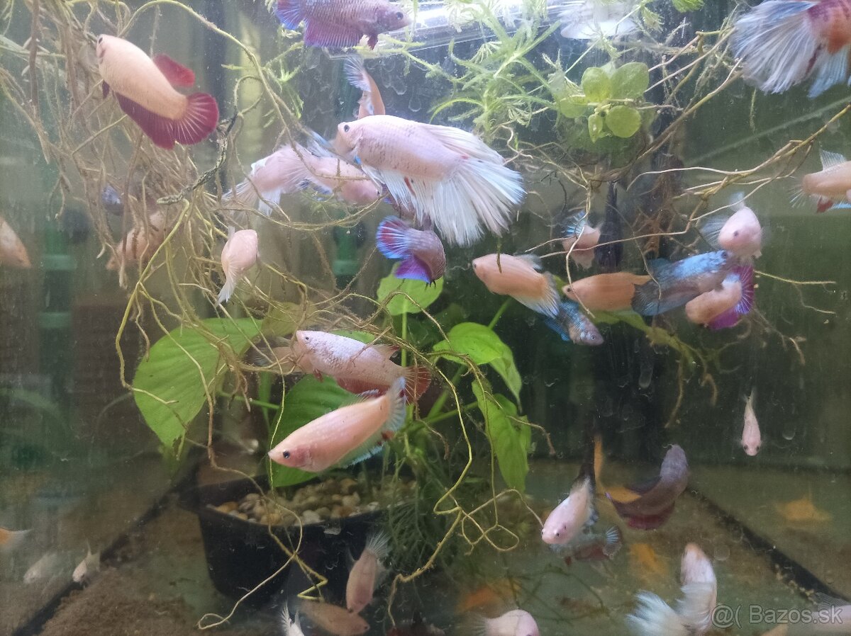 Predám bojovnice - 3