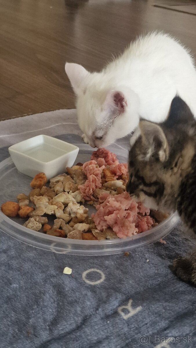 Darujem kocúriky - 3