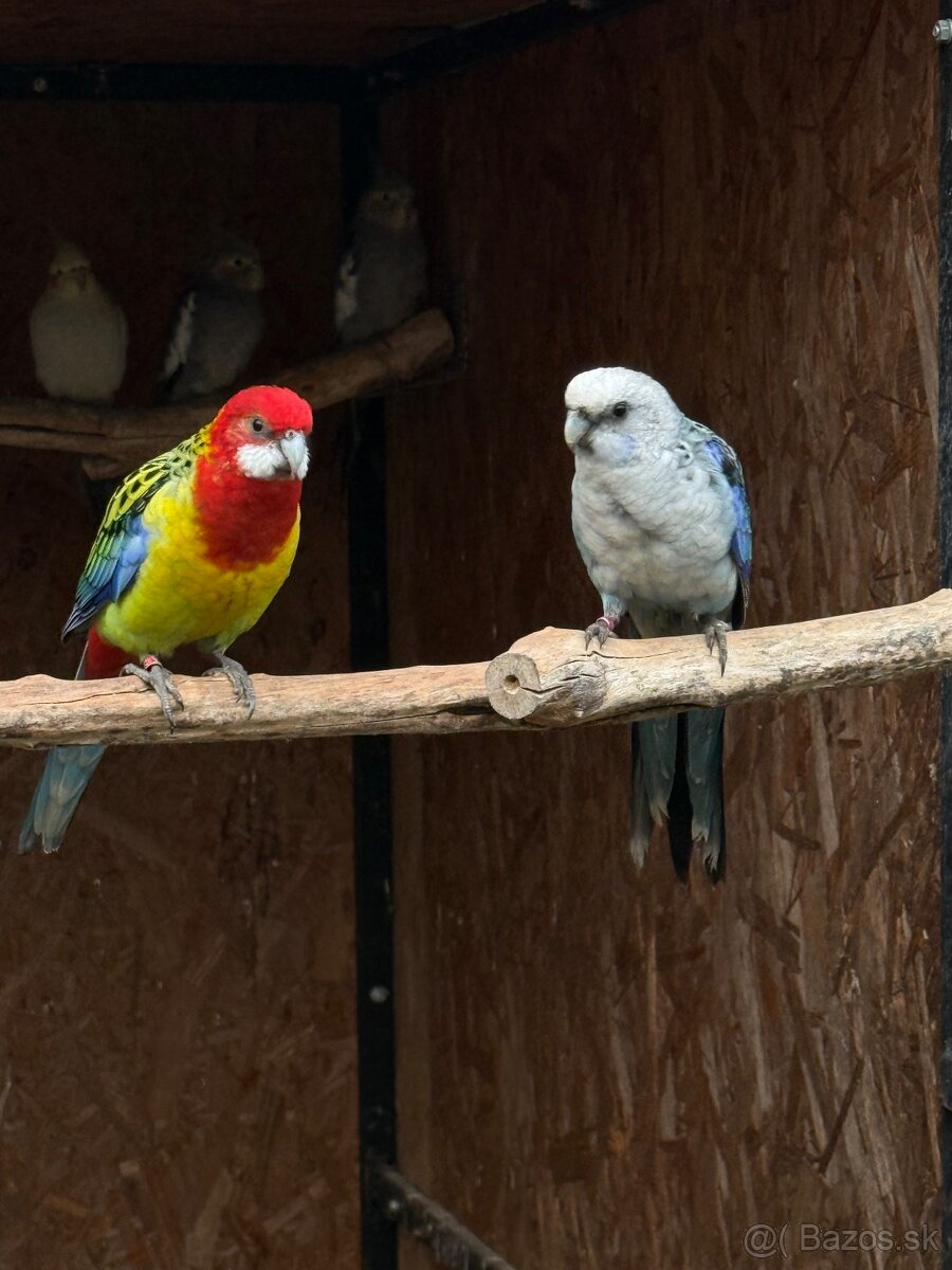 Predam Rozela pestra modra Step na modre - 3