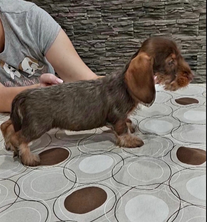 Jazvečík drôtosrstý kraličí, trpasličí - 3