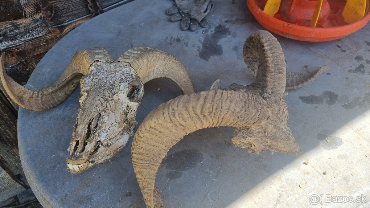 Predám rohy a parožie - 3