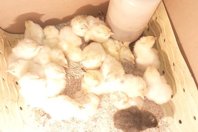 kurčatá, kuriatka, kurčiatka - 3