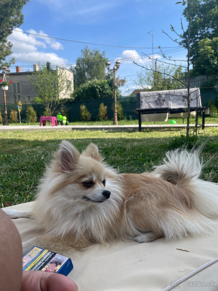 Pomerian na predaj - 3