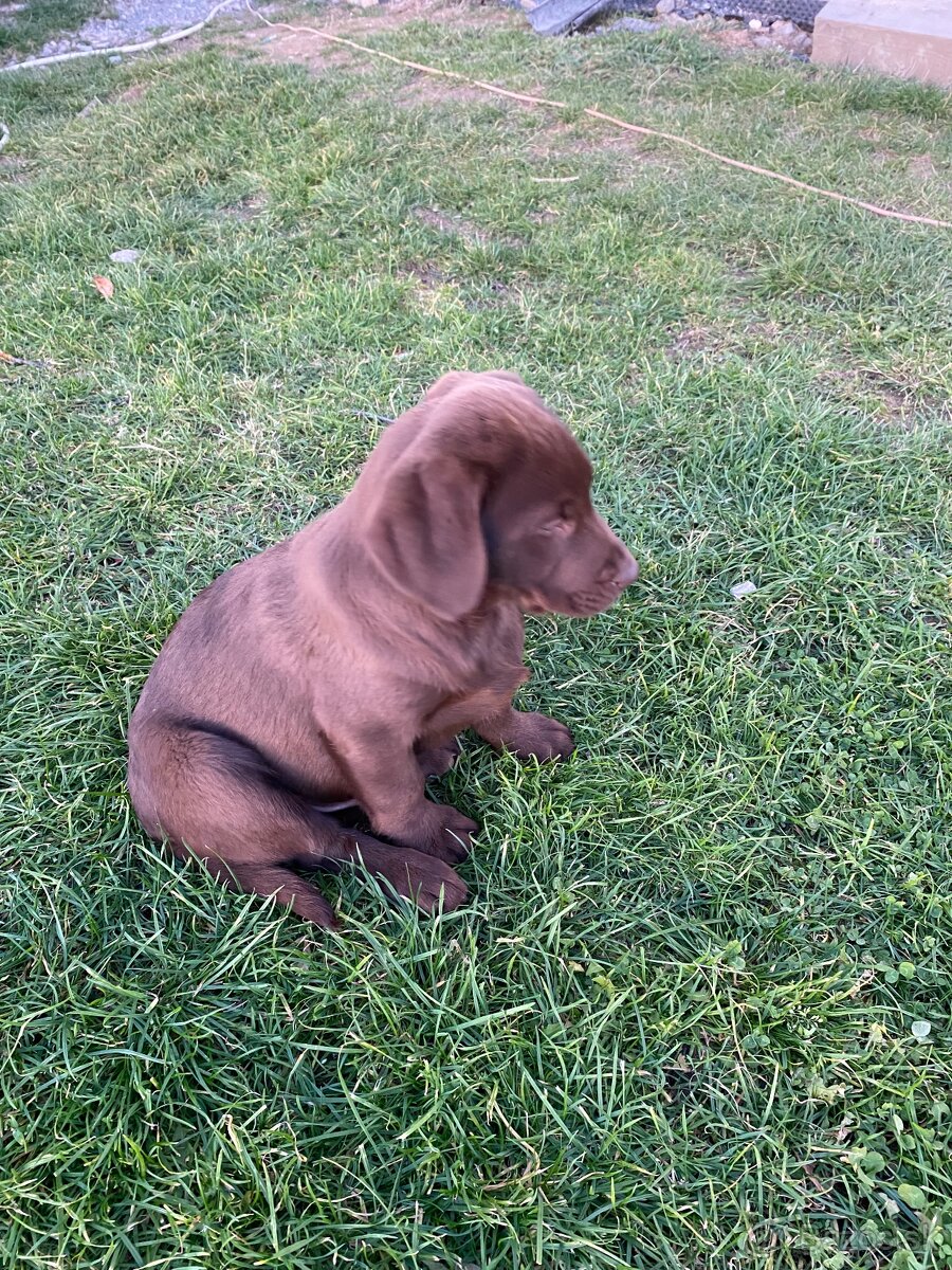 Labrador šteniatka - 3