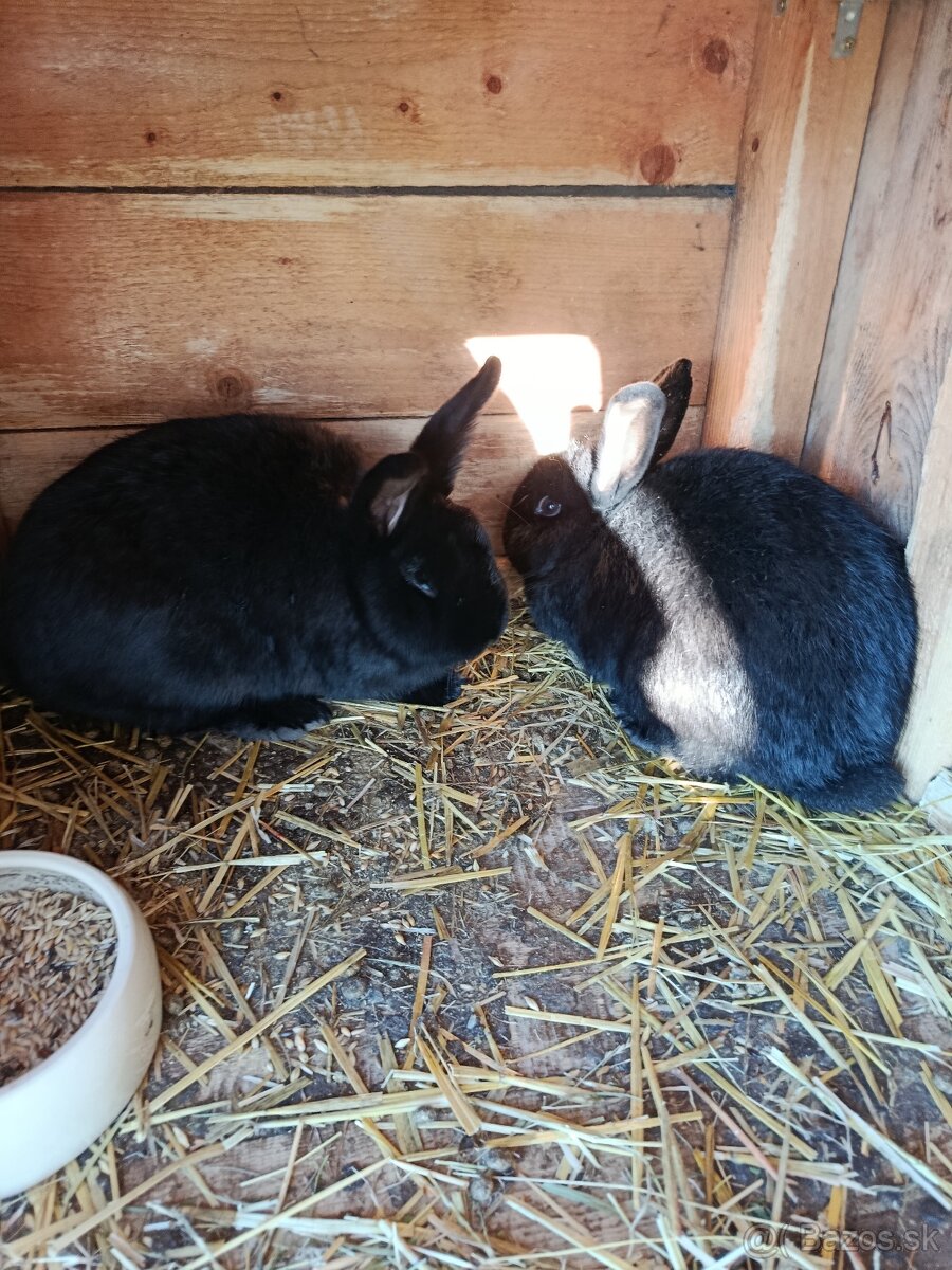 Predám Králiky - 3