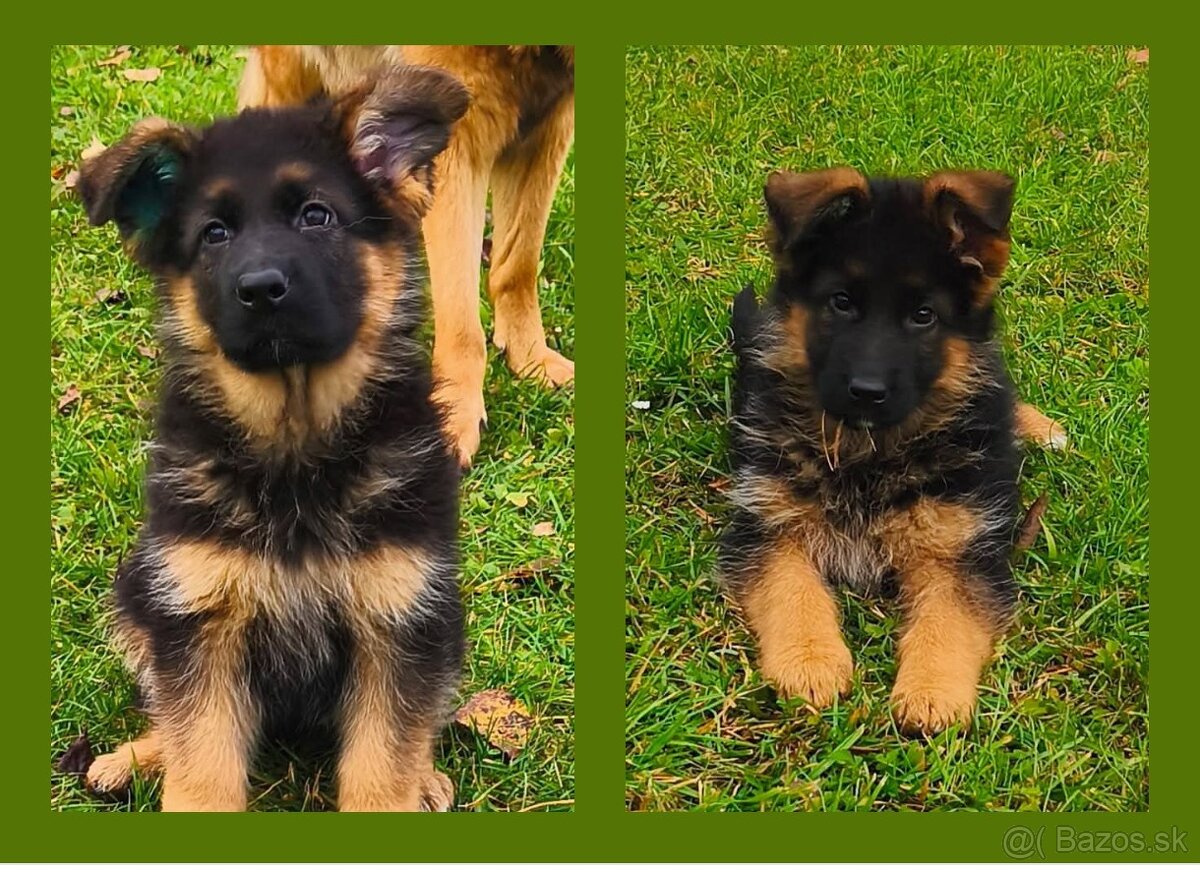 Nemecký ovčiak šteniatka - 3