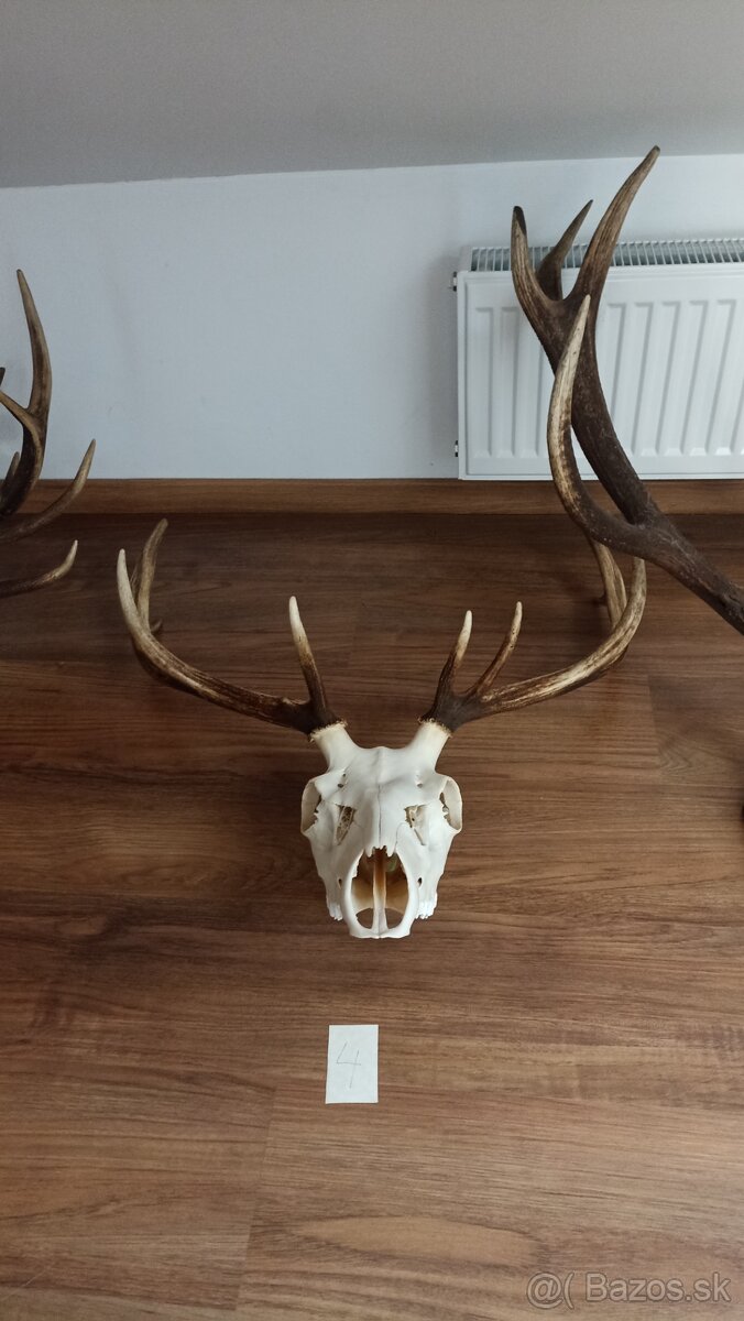 Jelenie trofeje - 3