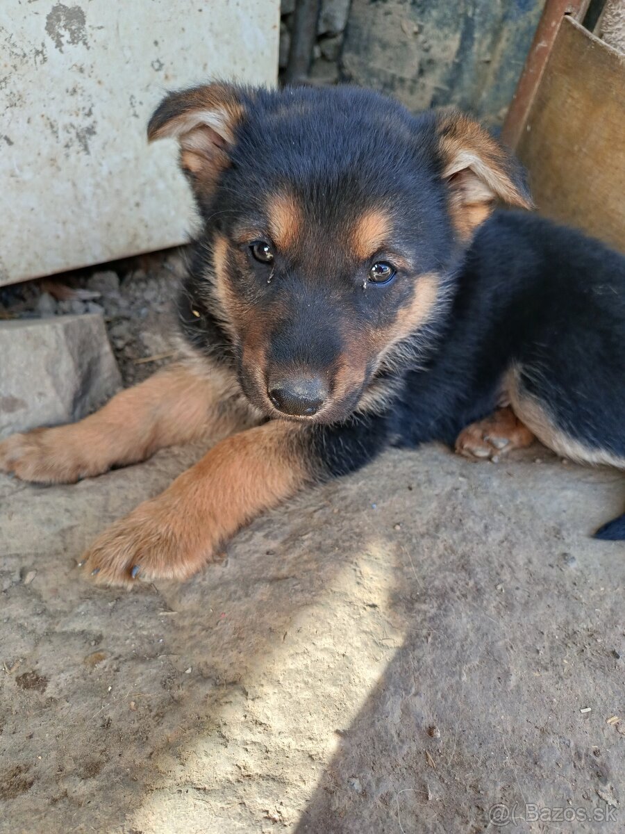 Nemecký ovčiak šteniatka čistokrvný - 3