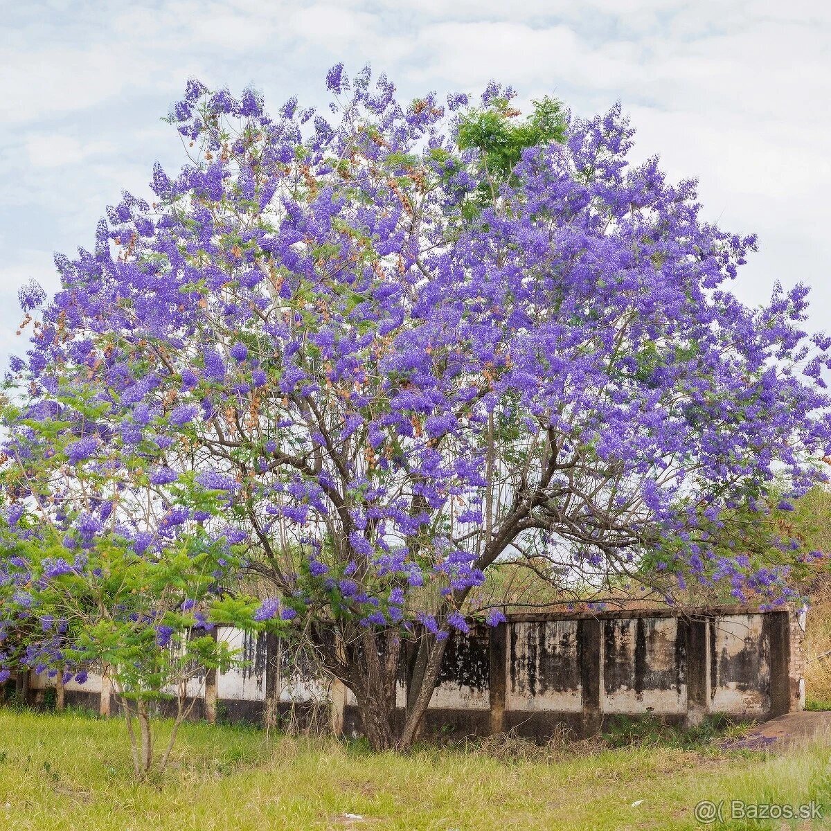 Jacaranda Mimosifolia - 3