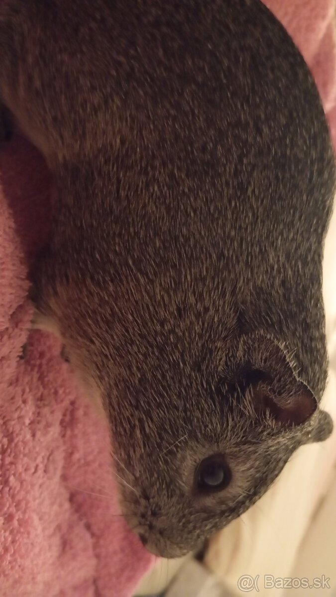 Morčatá - 3