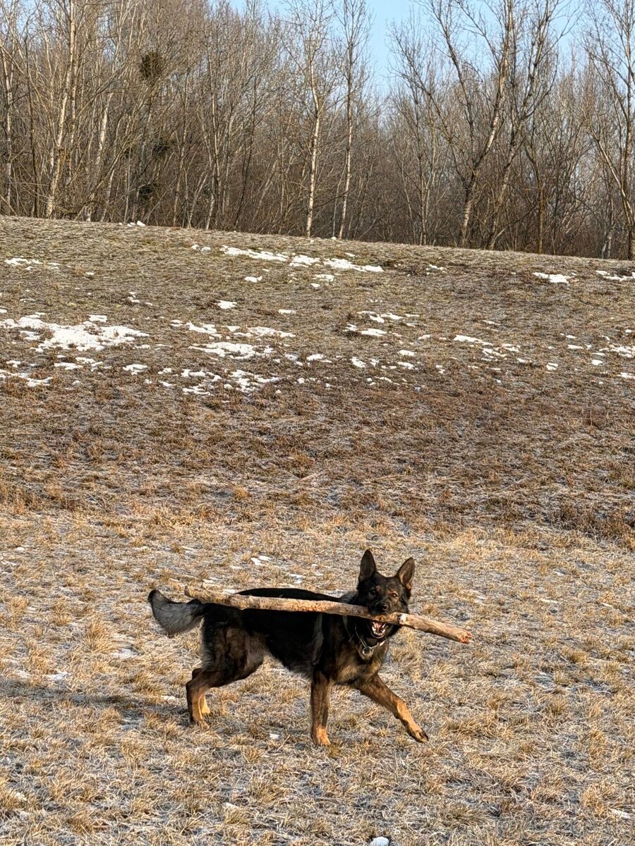 Nemecký ovčiak s PP - 3