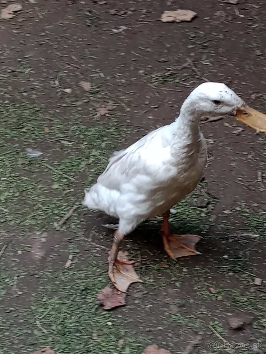 Indický bezec . Samec Káčer - 3