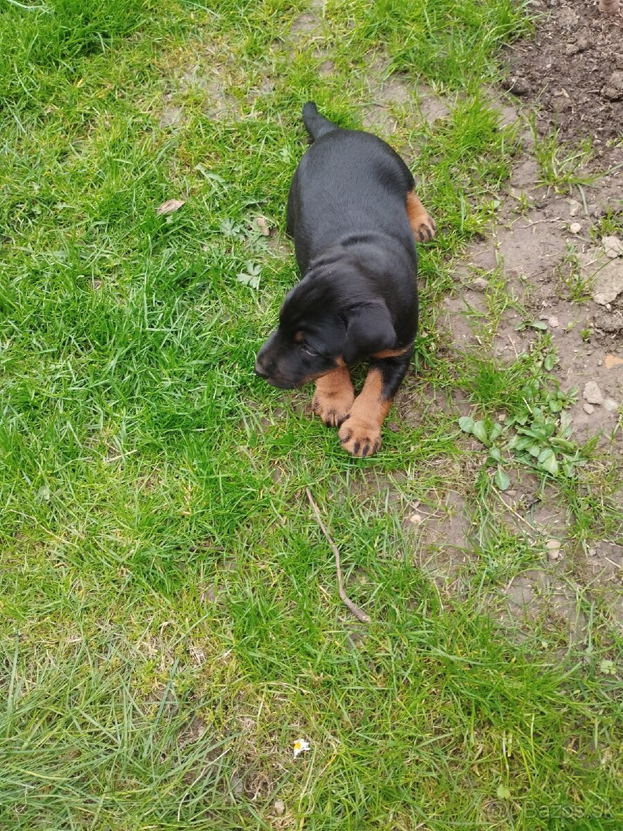 Predám šteniatka - 3