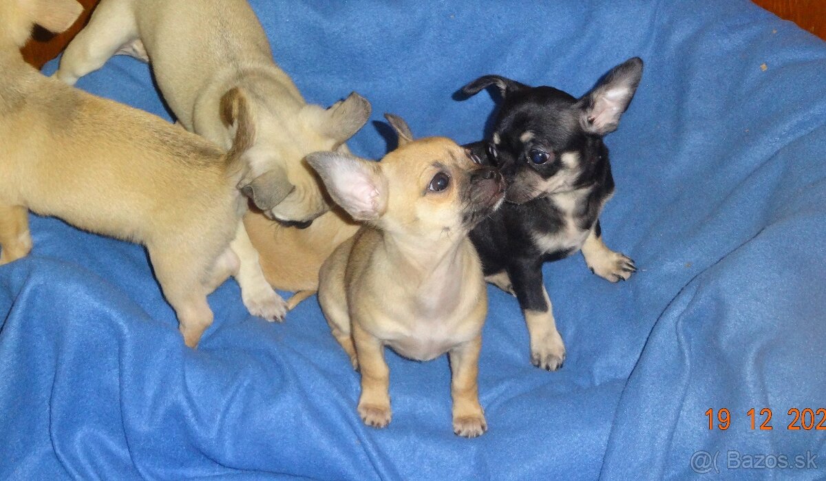 čivava krátkosrstá - 3