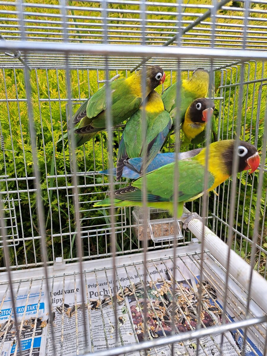 Agapornis personata (škraboškový) - 3