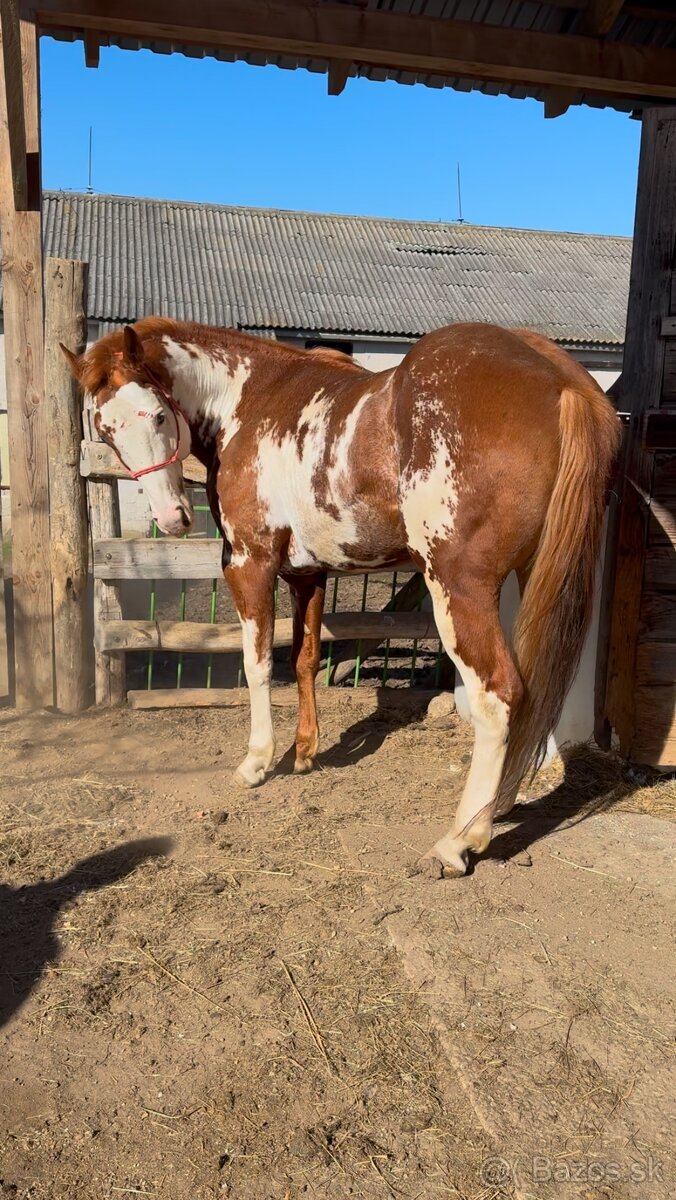 Pripúšťanie APH žrebcom - 3