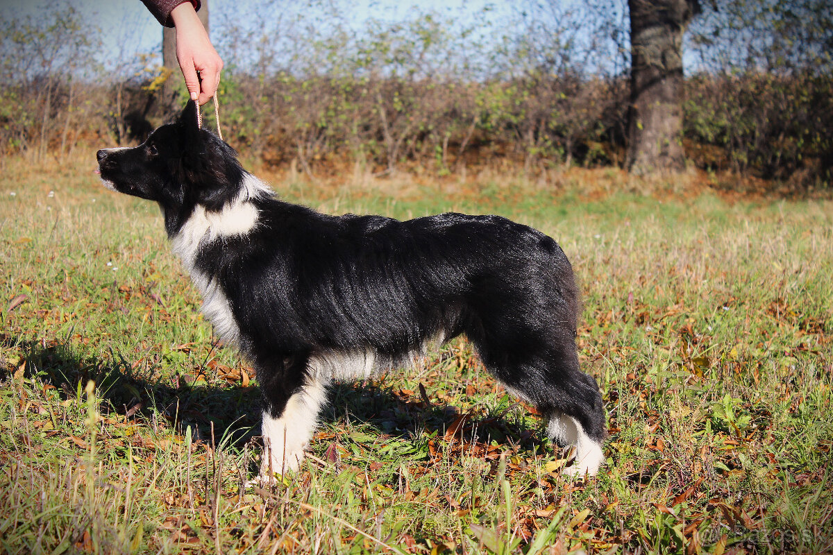 Borderská kólia, Border kólia s PP - 3