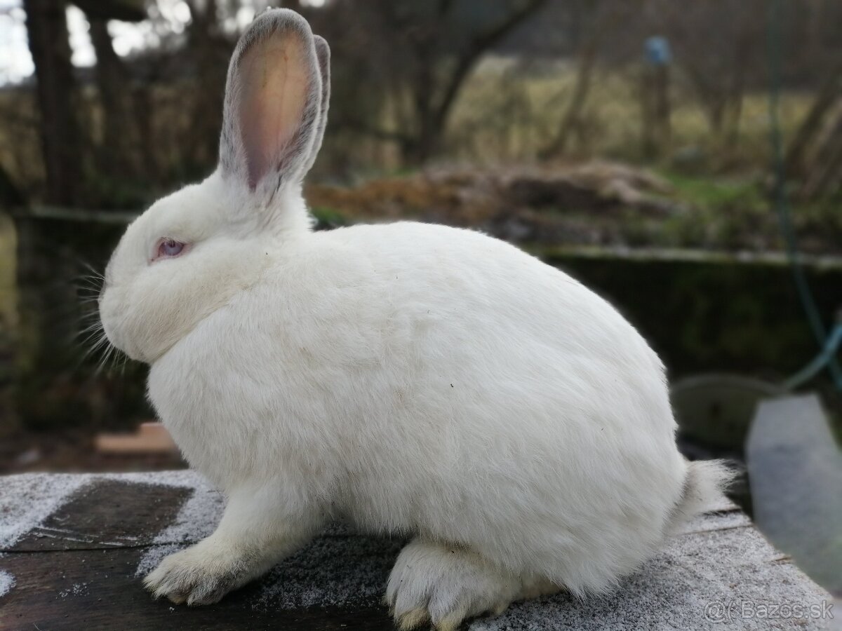 mladé dospelé mäsového typu-nenáročné na chov - 3