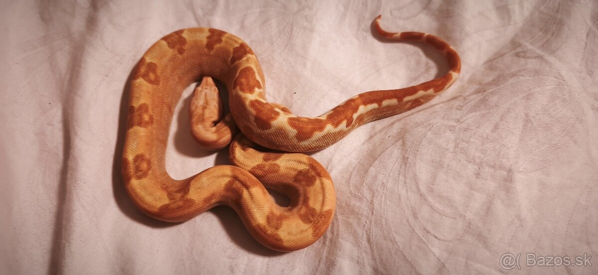 Velhad kralovsky sunglow - 3