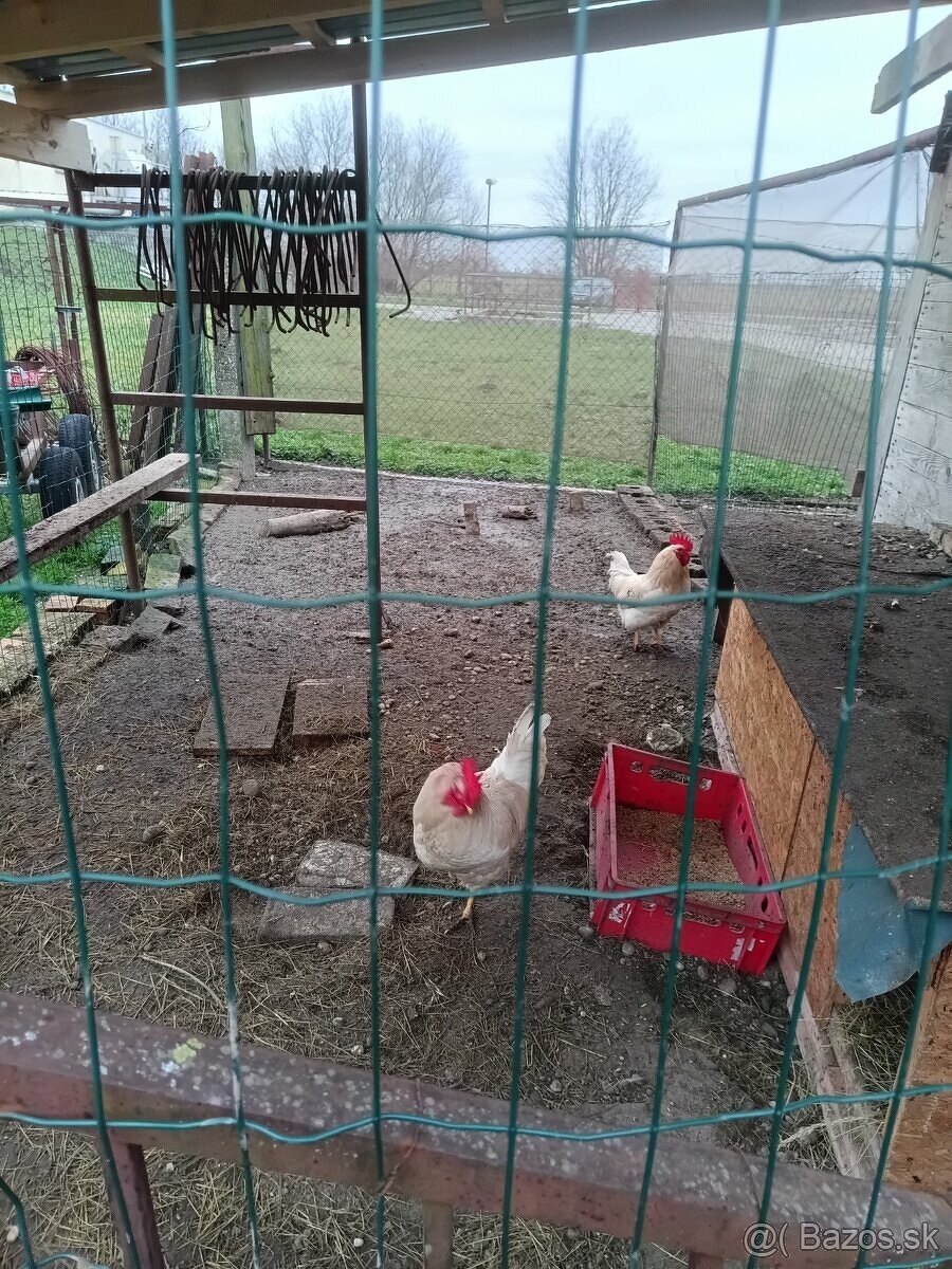 Kohúty - gazdovský mix - 3