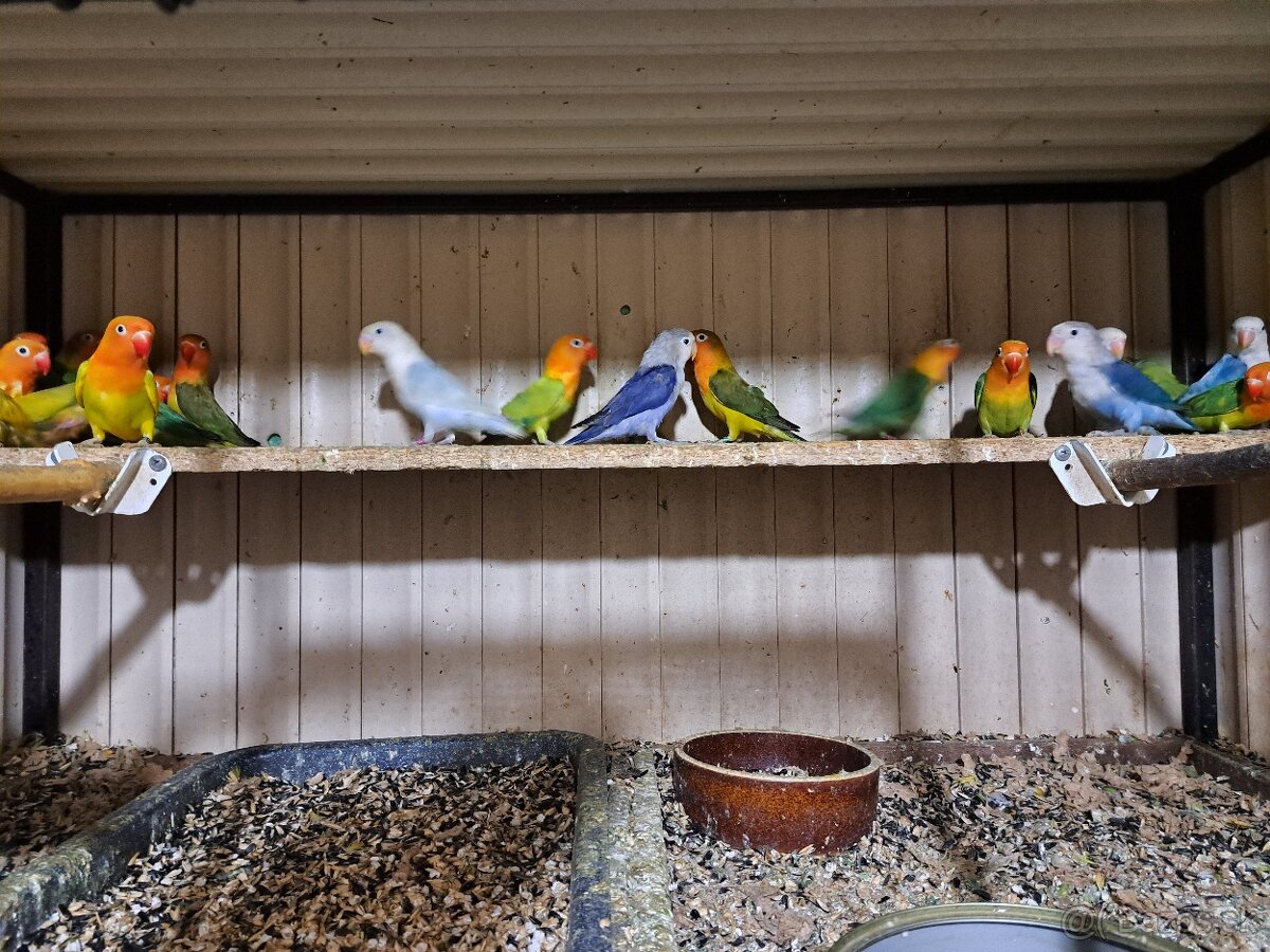 Agapornis Fischeri - 3