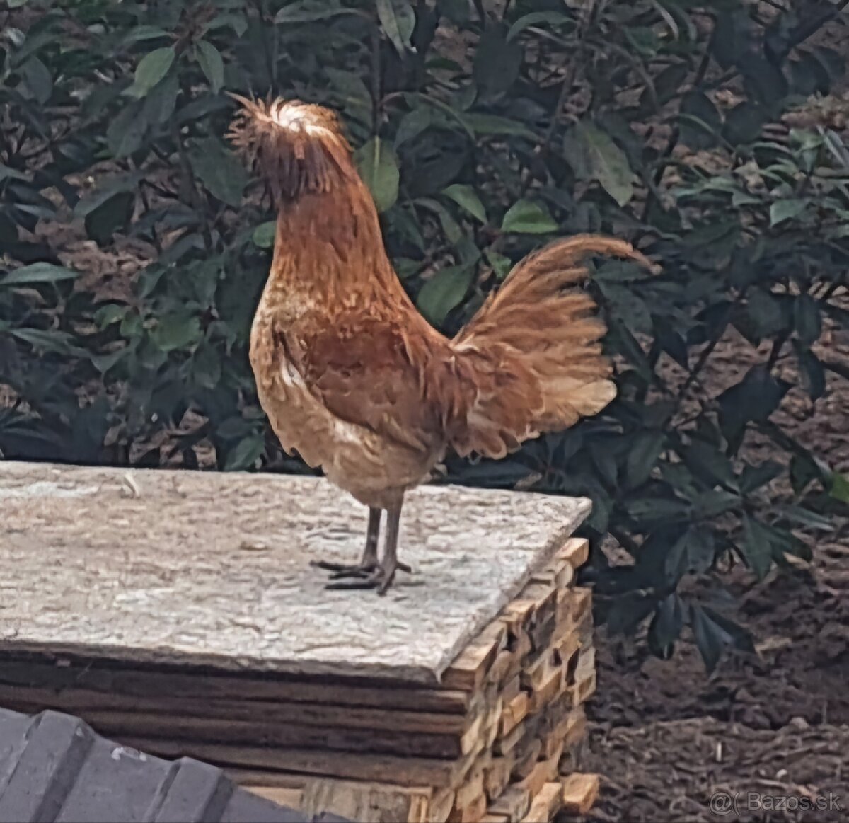 Kohút paduanky zdrobnelej - 3