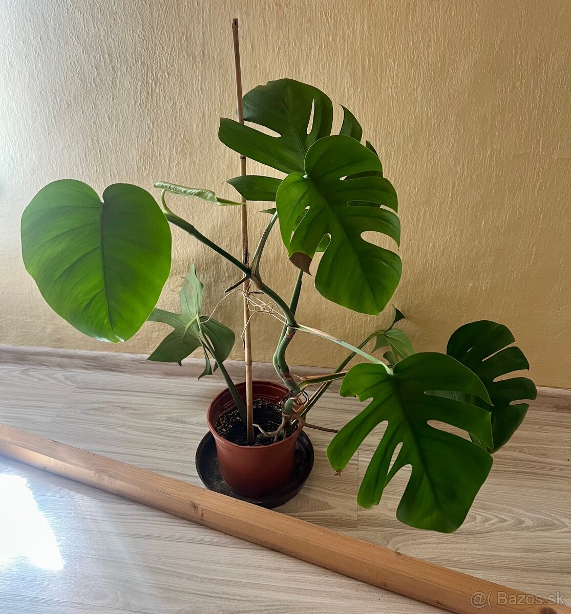 Monstera deliciosa - 3