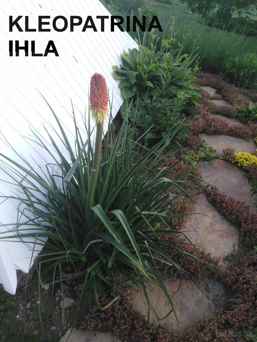 ĽALIOVKY, KLEOPATRINA IHLA , HORTENZIA, FLOX - 3